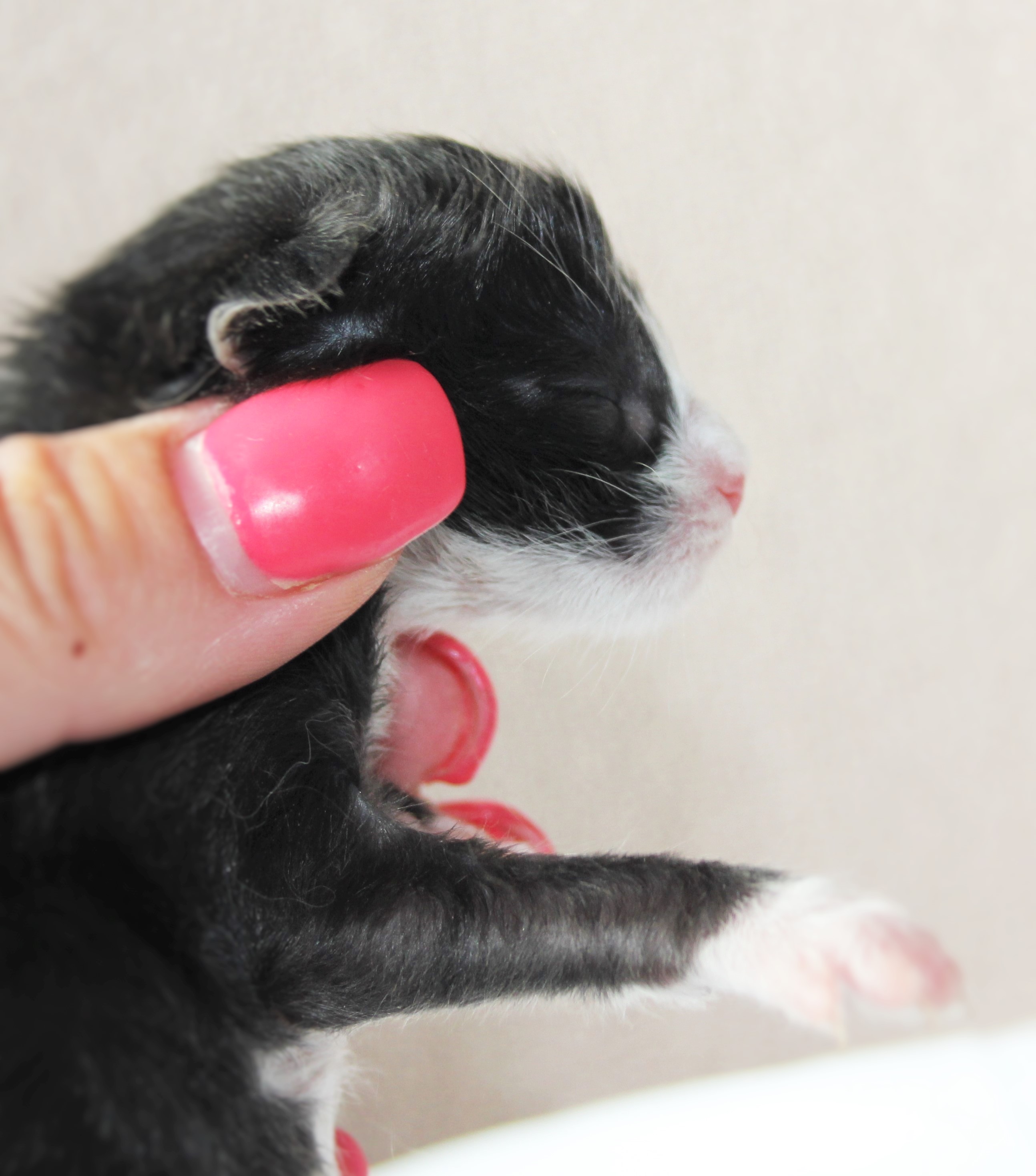 Olivia newborn_2