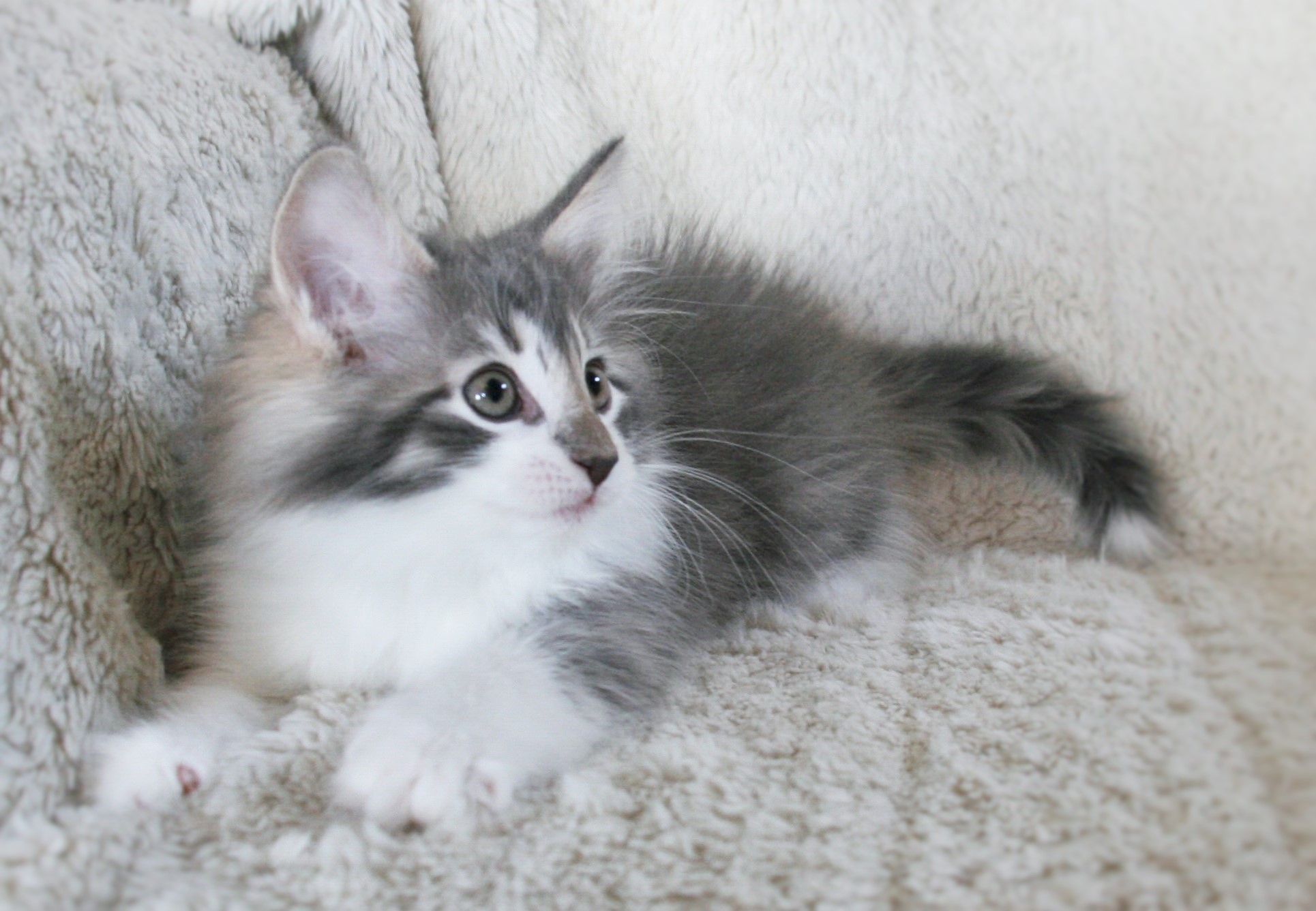 Melody 9w_3