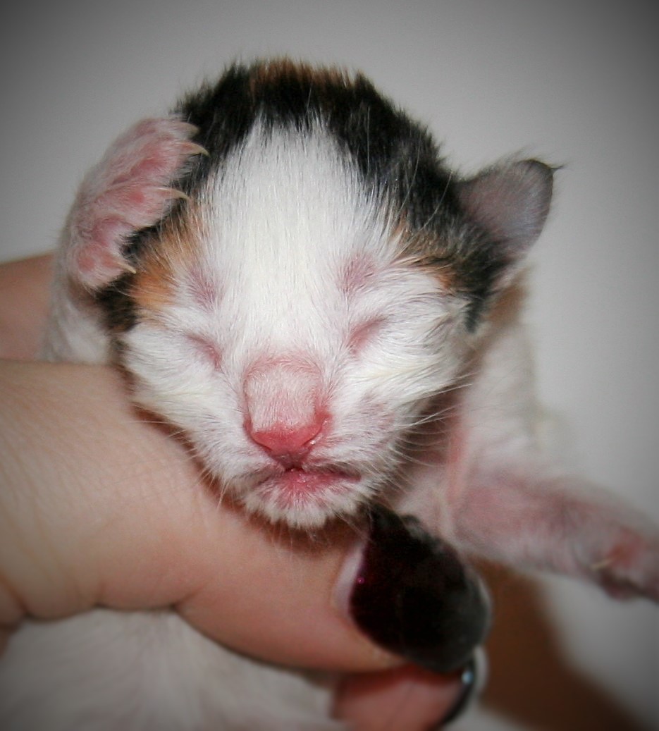 Cyndi Lauper newborn