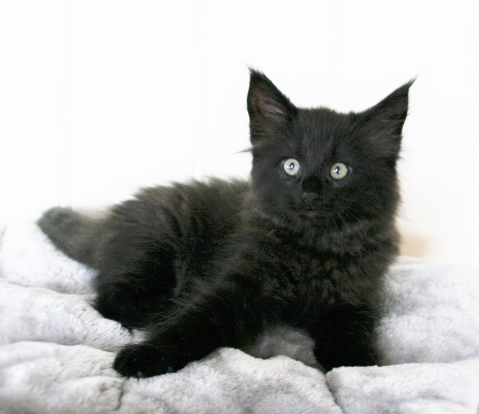 Ozzy 8w_1