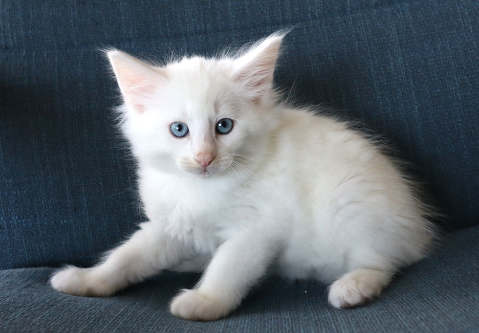 Hennessy 6,5 weeks_2