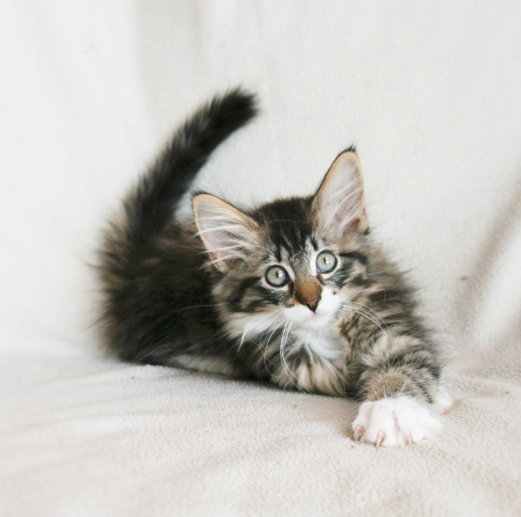Infinity 12,5 weeks_1