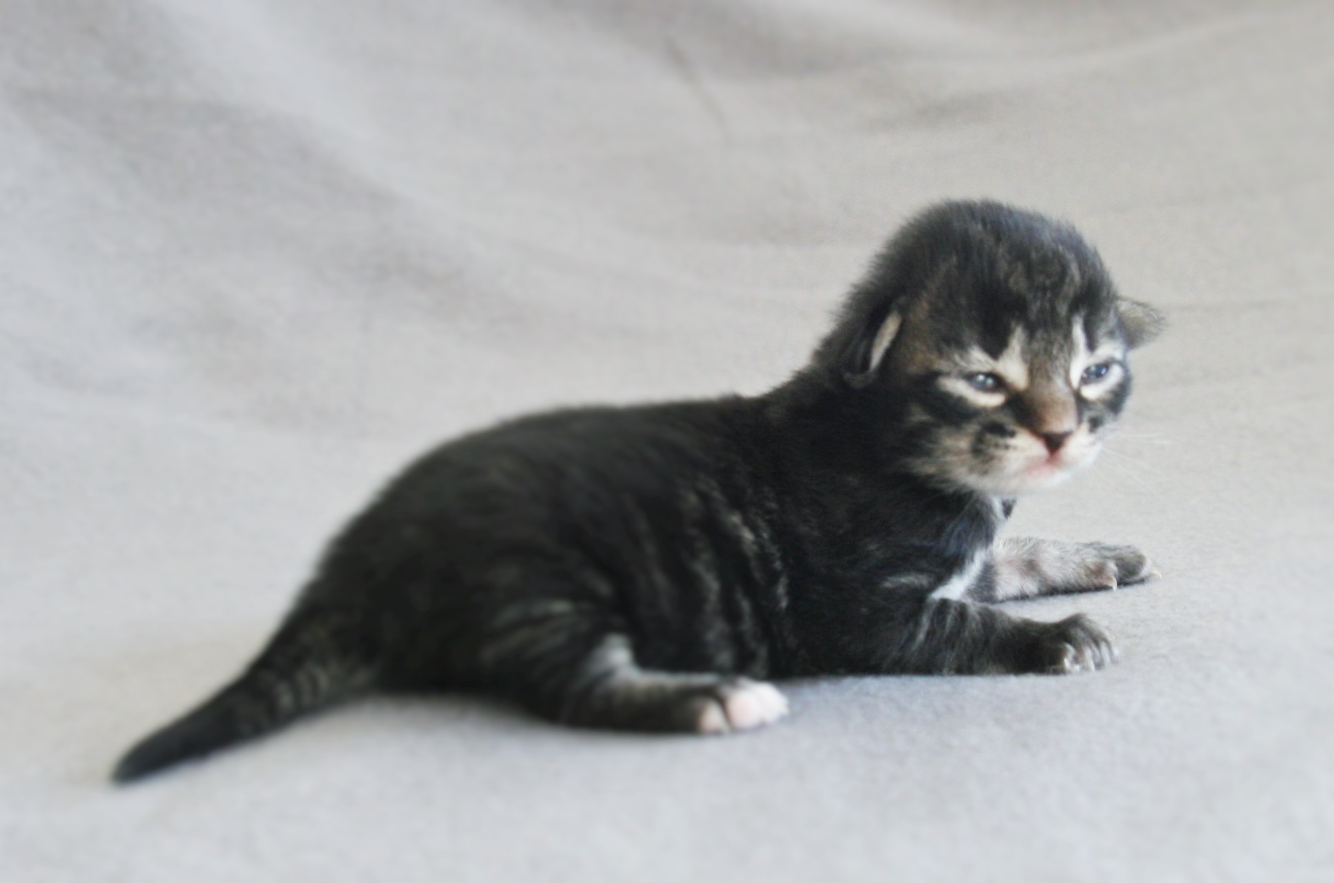 Lady 1 week_3