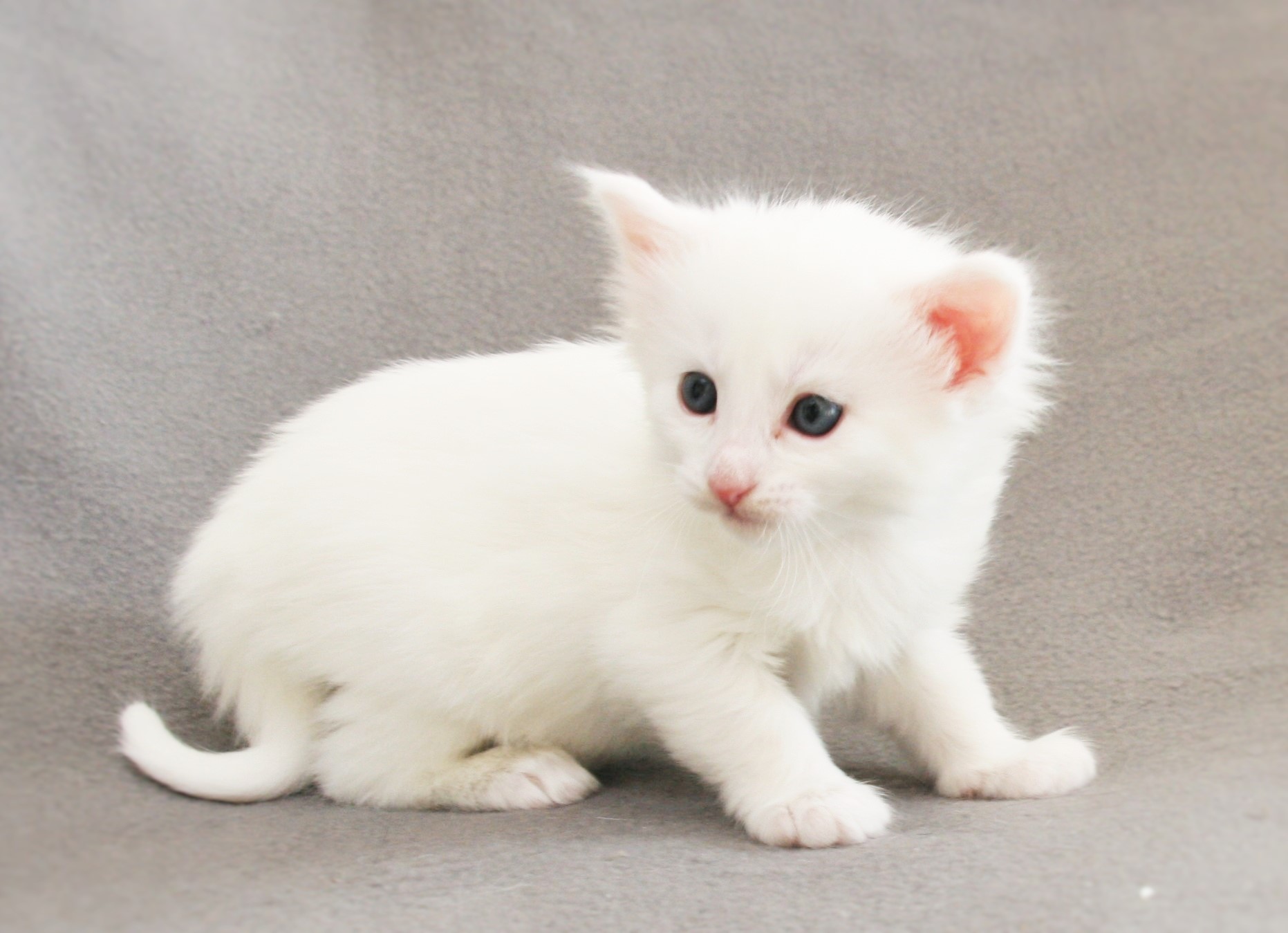 Kimbra 4 weeks_1
