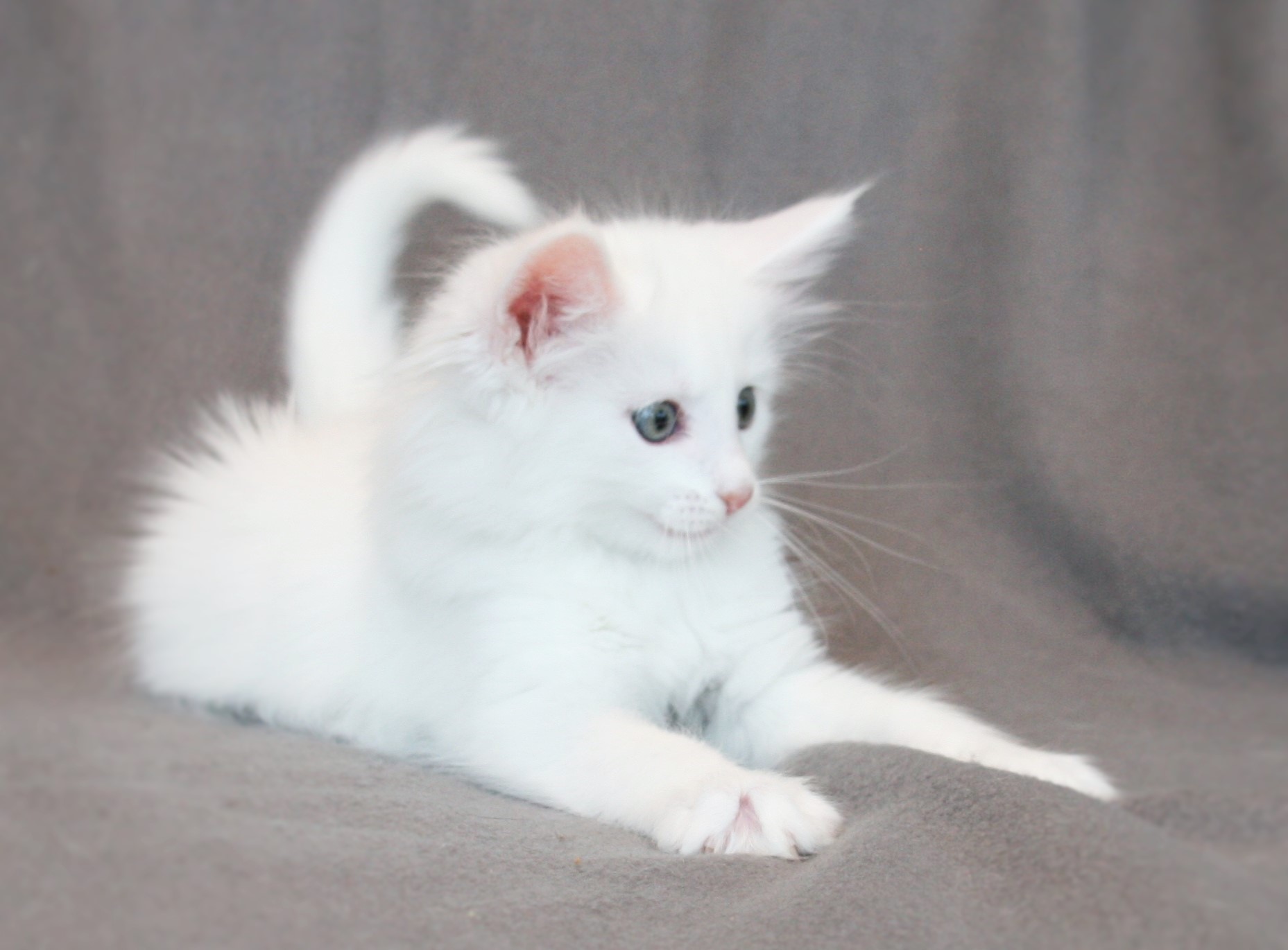 Kimbra 7 weeks_2