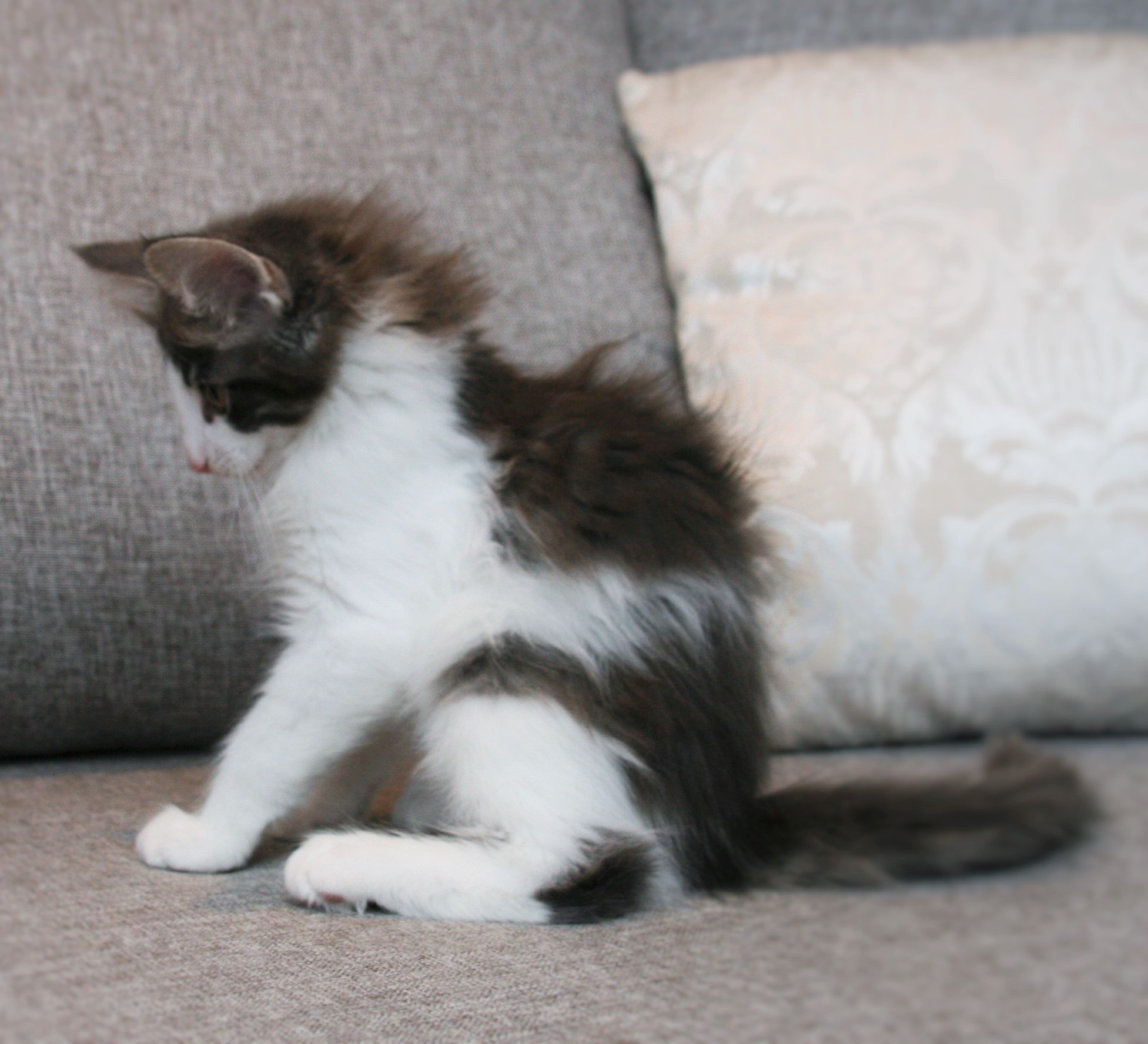 Hozier 11 weeks_2