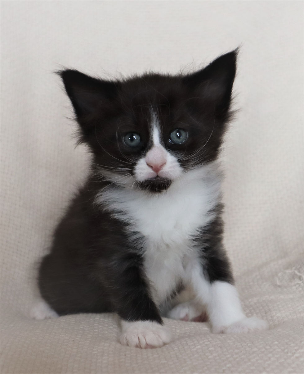 Willie 5 weeks_2