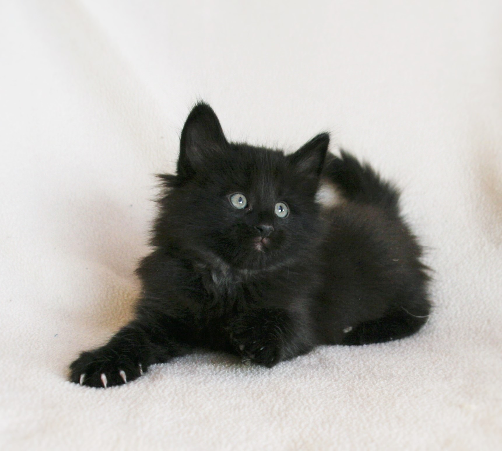 Iggy 6_3 weeks_2