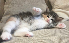 Lillet 5 weeks_3.jpg