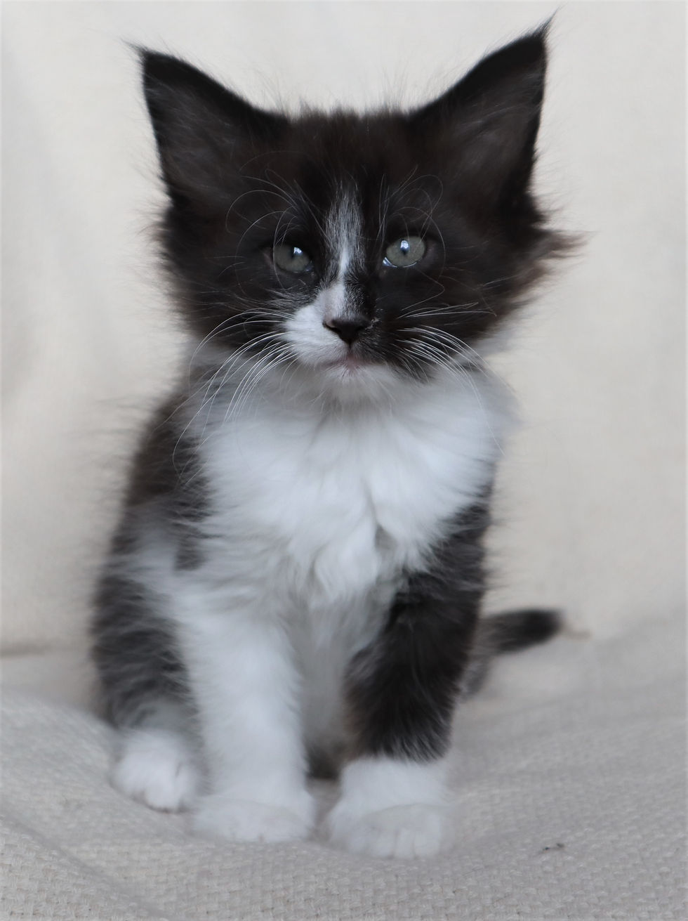 Whitesnake 8 weeks_1