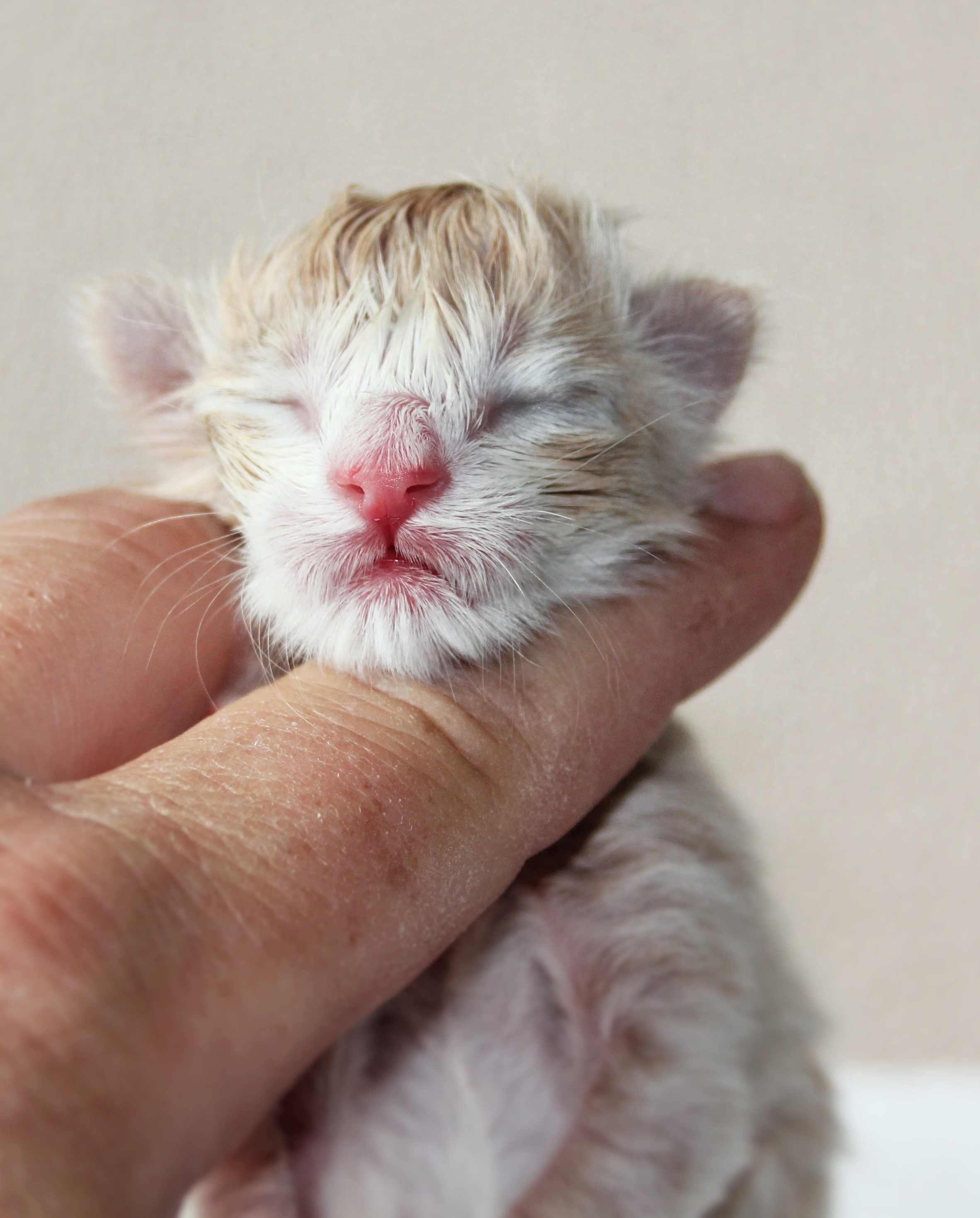 Oasis newborn_1