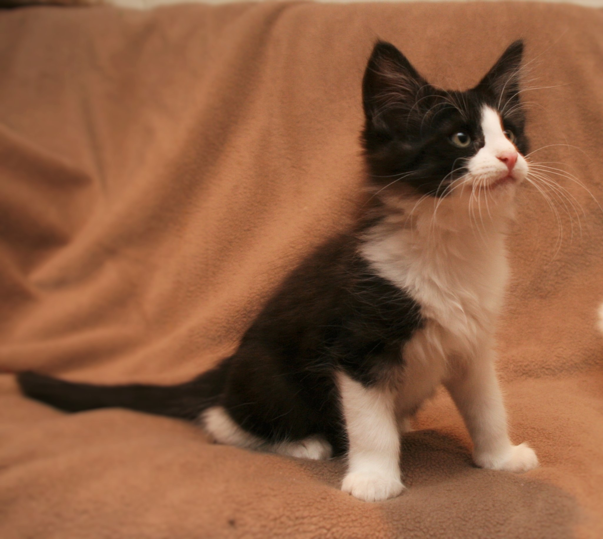 Cat Stevens 11w_1.JPG