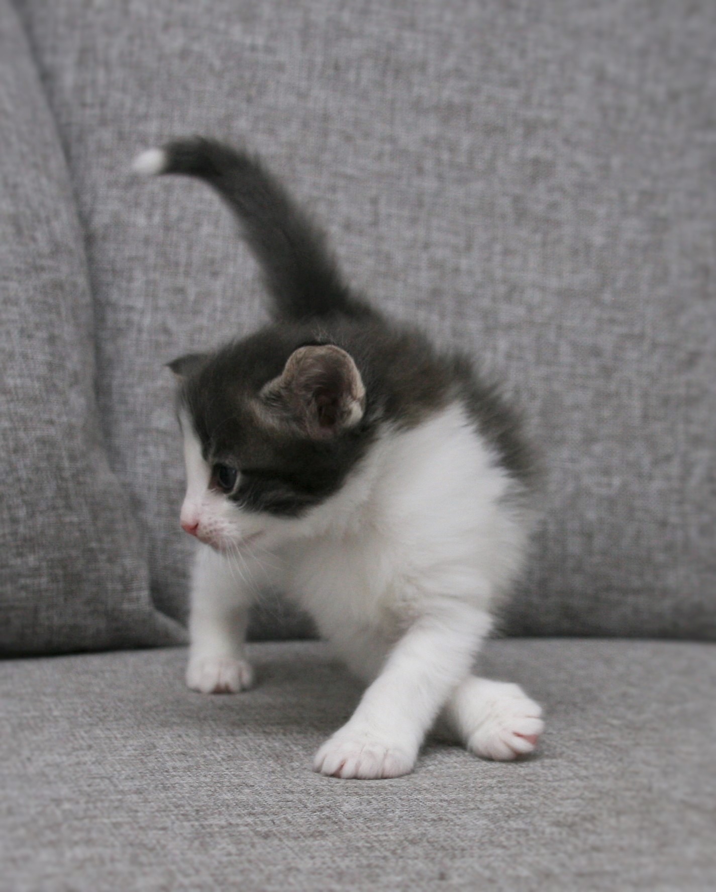 Highasakite 4 weeks_5