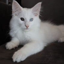 Ziggy 12 weeks_1.jpg