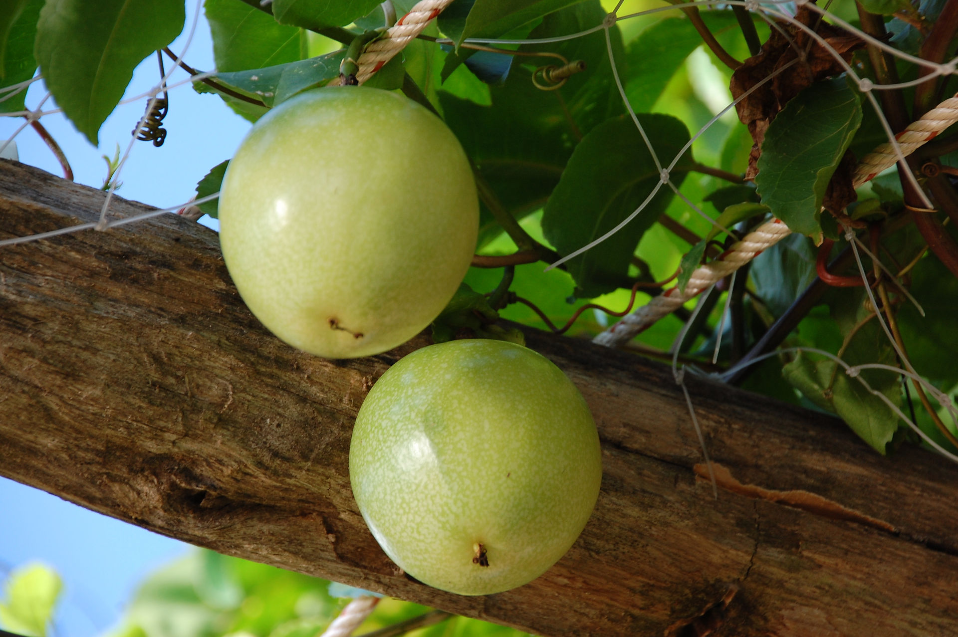 fruits de la passion