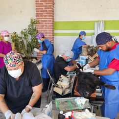 Hidalgo acelera acciones para frenar la rabia y fortalece esterilización de mascotas