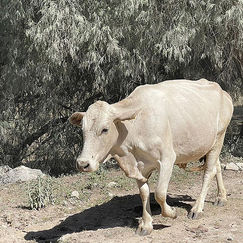 Alerta SSH por primer caso de gripe aviar en humano