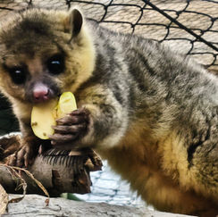 Cuidar la vida silvestre: la historia de Tena y la conservación en Pachuca
