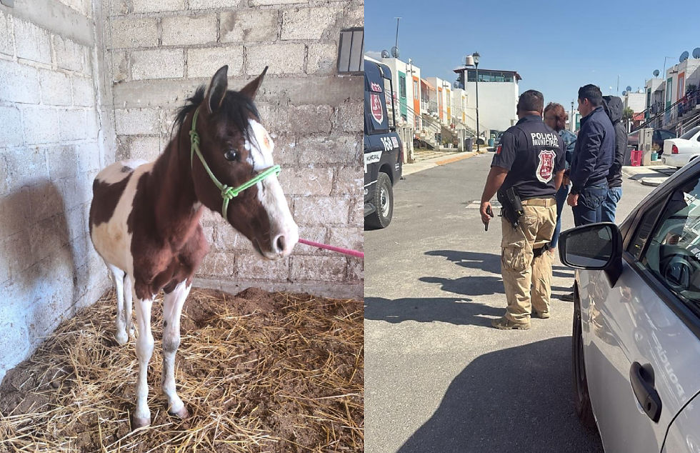 Mineral de la Reforma refuerza acciones contra el maltrato animal