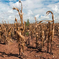 Balcón Político: Sigue la sequía