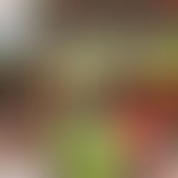 Con zacahuil de ocho metros, celebraron en Pisaflores