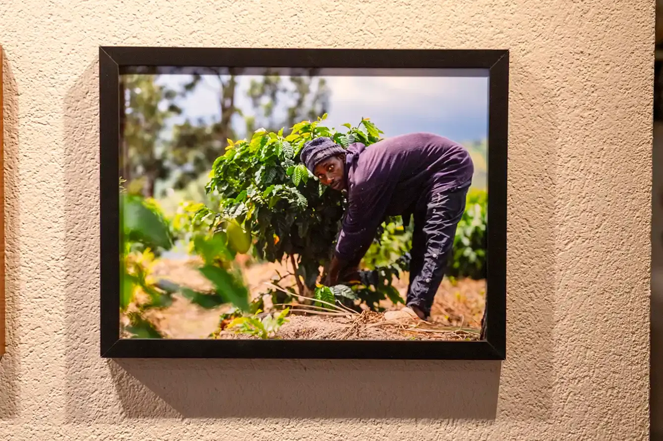 Un homme récolte des baies de café dans un champ ensoleillé, Atelier-Galerie AVO.