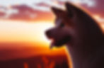 Akita dog silhouetted against a vibrant sunset