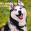 Thumbnail: Husky Rescue Ireland 2026 Calendar