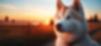 Majestic husky at sunset