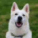 Dog named Ryker Image