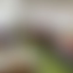 Училишен парламент-Прв состанок