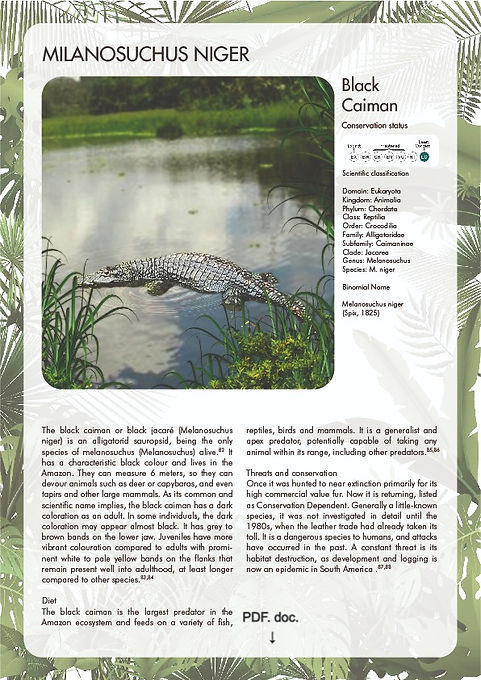 Milanosuchus niger_edited.jpg