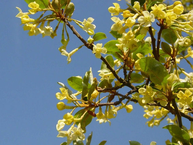 Fleurs du Goumi du Japon sous un ciel printanier : une floraison jaune pâle discrète, subtilement parfumée, essentielle pour nourrir les premiers pollinisateurs.