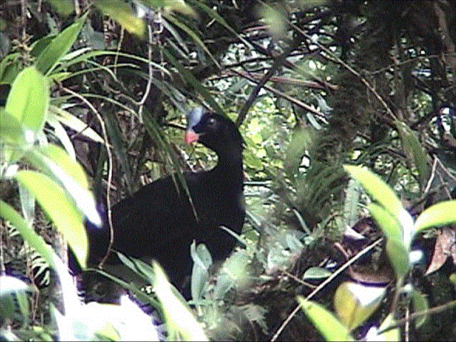 Ecotourism Peruvian Amazon - El Sira Communal Reserve - Birdwatching in Puerto Inca, Huanuco, Peru - Sira Curassow - Photo: Melvin Gastanaga