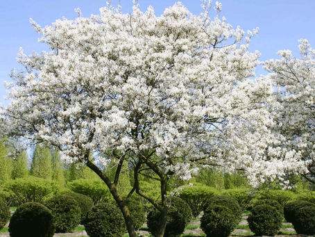 Amélanchier en pleine floraison printanière : un petit arbre au port léger et à l’élégance naturelle.