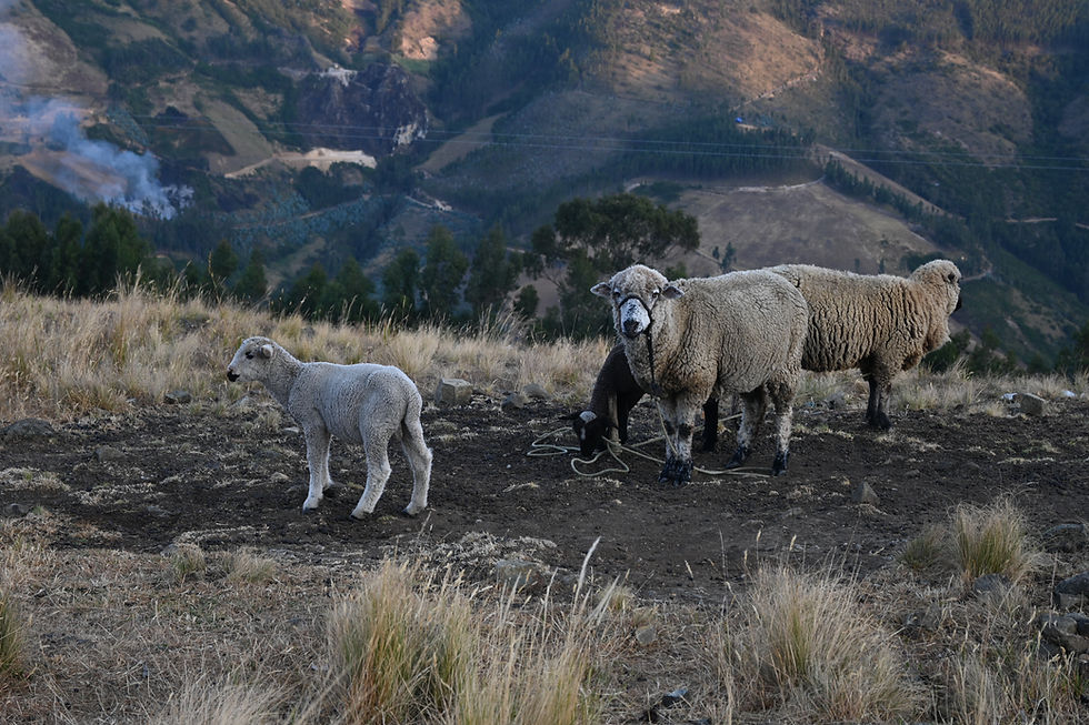 Sheep graze peacefully in the rugged Peruvian mountains, surrounded by breathtaking vistas and verdant landscapes.