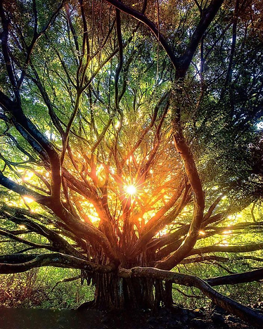 bio_kim-spiritual tree.png