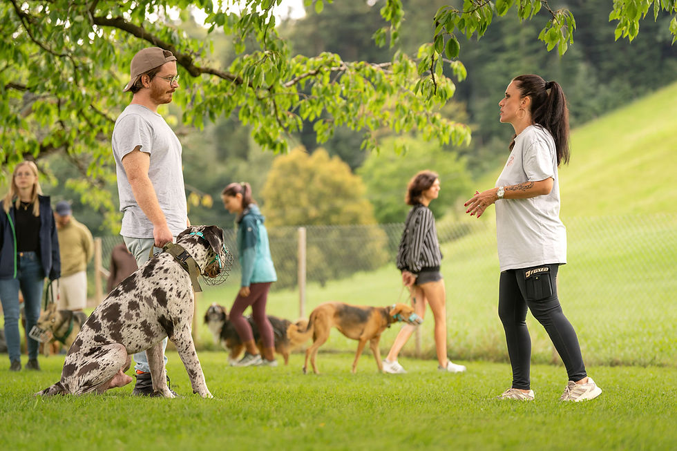 Individuelles Hundetraining oder „Wir waren schon bei so vielen Trainer. Nichts hat geholfen.“