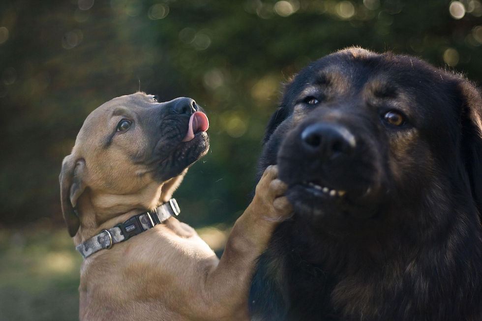Anerkannte Hundetrainer Ausbildung in der Schweiz: Was wirklich zählt