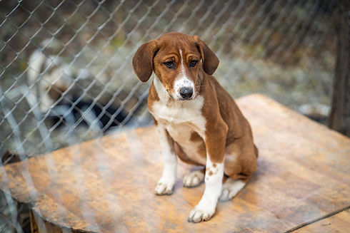 hunde-spenden.jpg