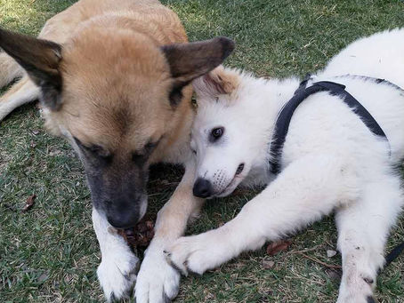 Müssen Hunde mit anderen Hunden spielen?