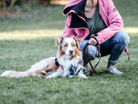 Obligatorischer Hundekurs Horgen – Das gilt im Kanton Zürich ab 2025