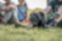 problemhundetrainer