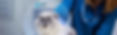 Persian cat wears protective medical cone around neck and looks at camera