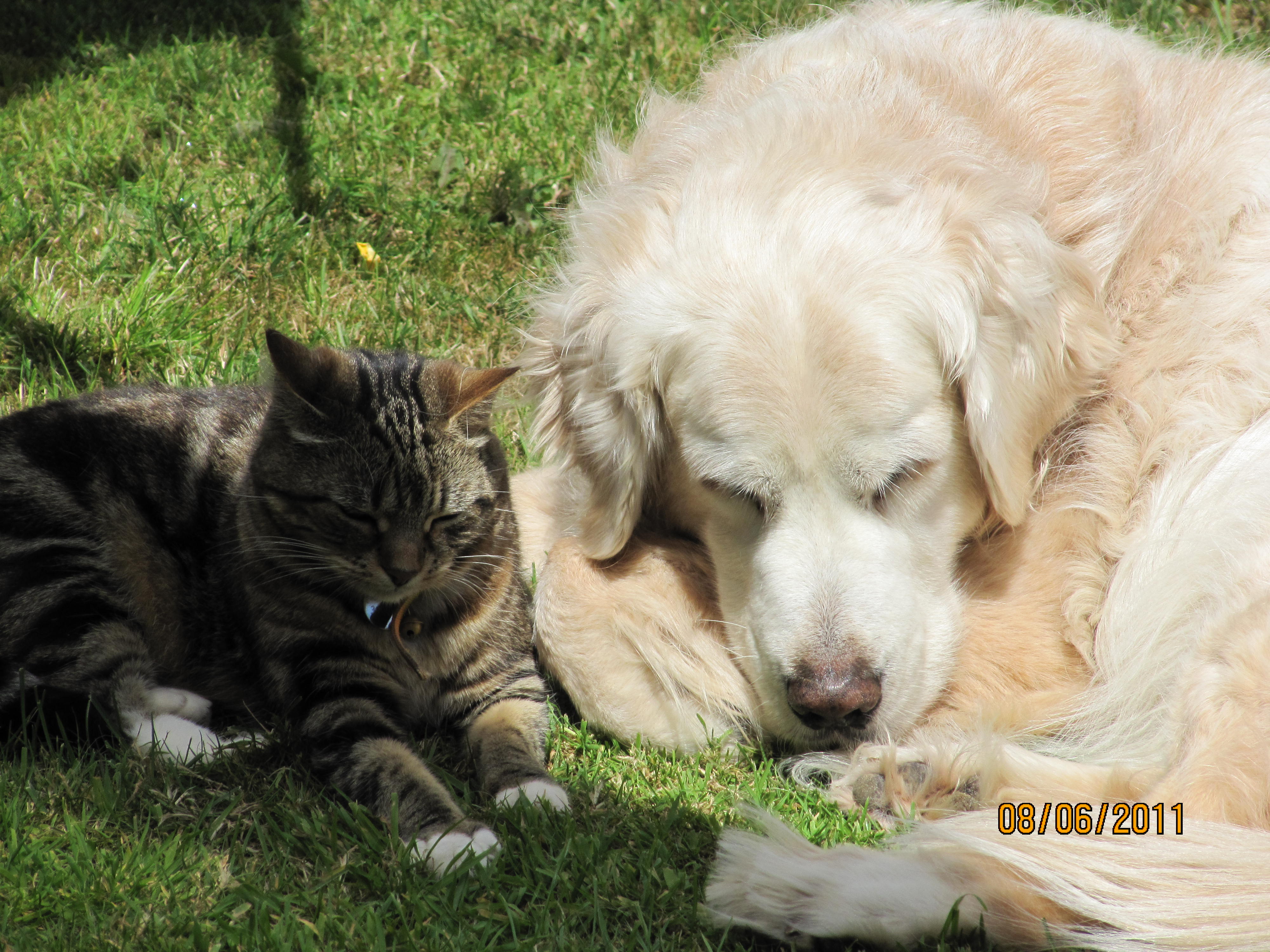 Debbie Baker Pet Care