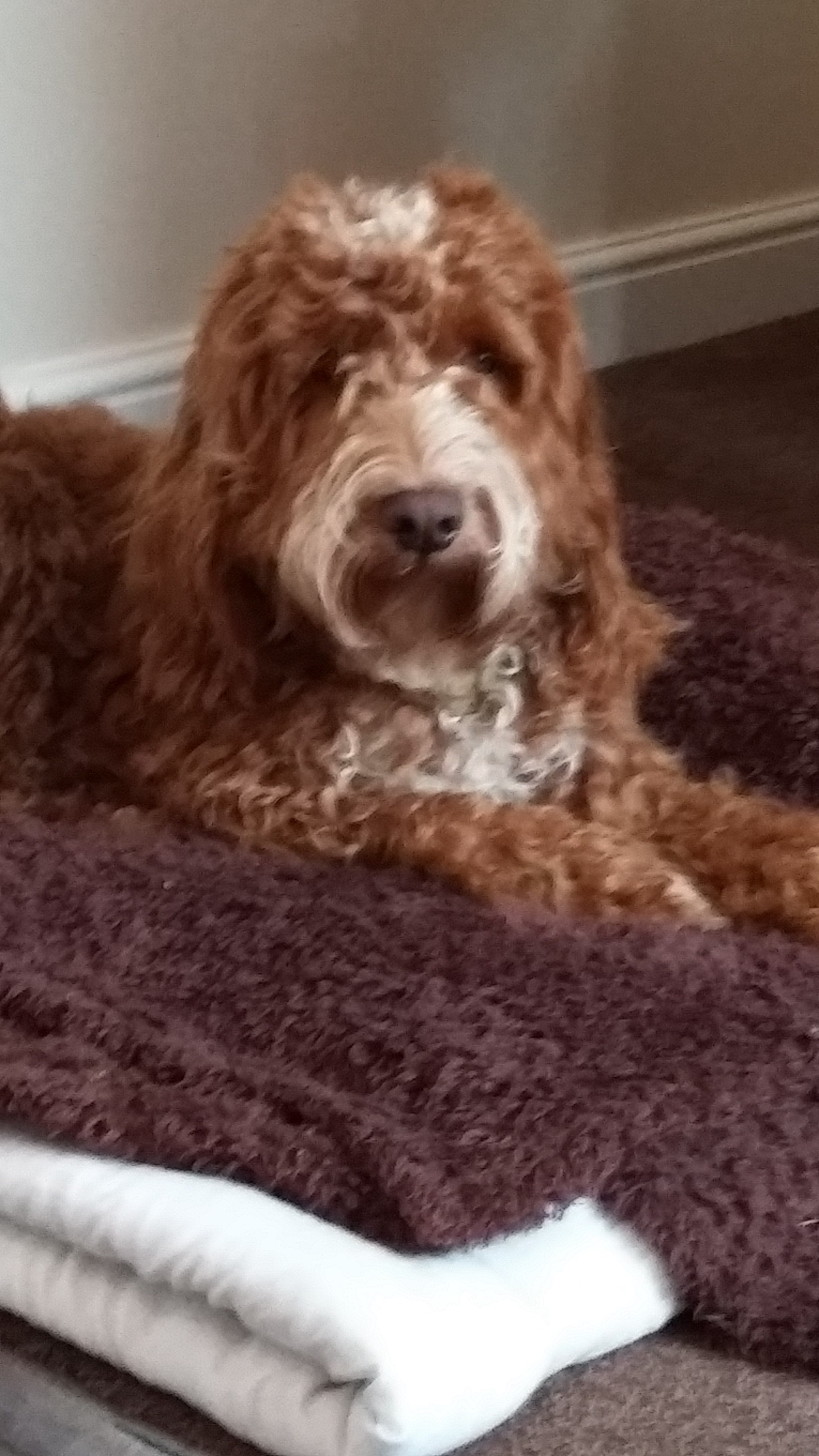 Debbie Baker Pet Care