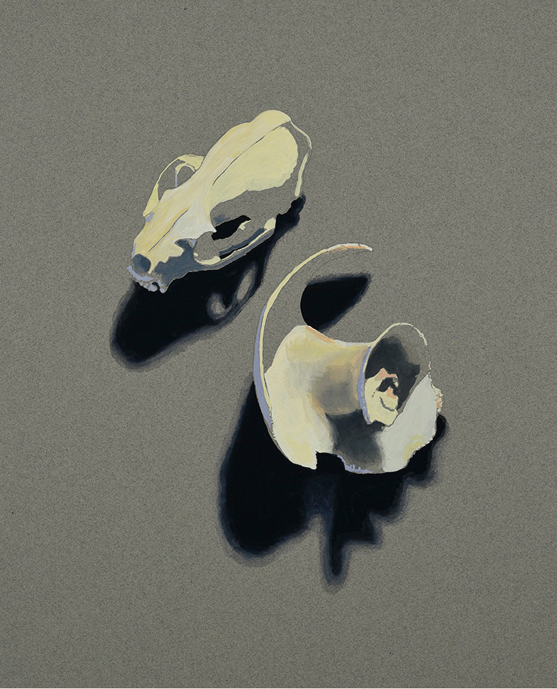 Skull and Shell