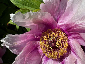 close up of pink flower