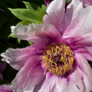 pink flower close up