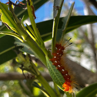 caterpillar on leaves